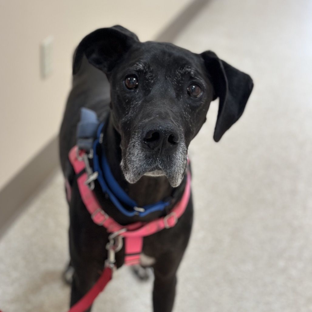 Hello my name is Leidy