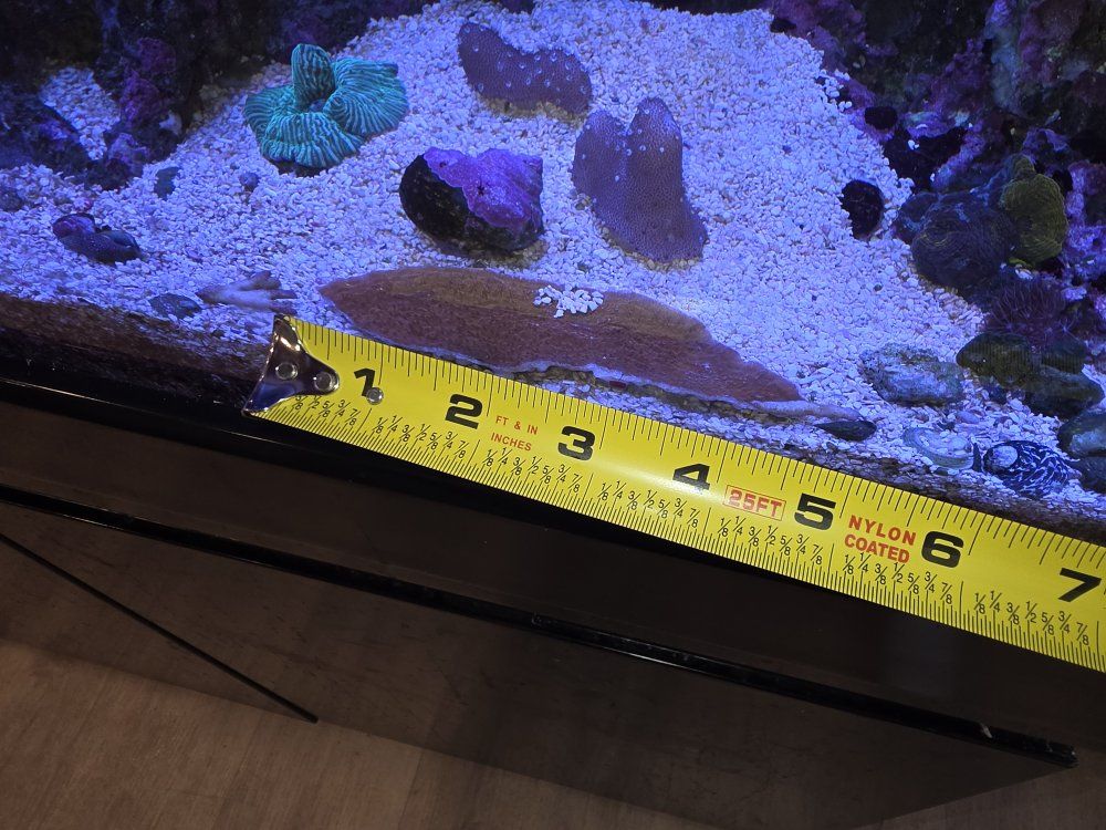 4.5 inch Montipora Coral Frag - WYSIWYG