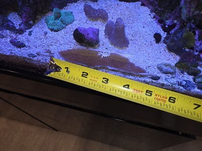 4.5 inch Montipora Coral Frag - WYSIWYG