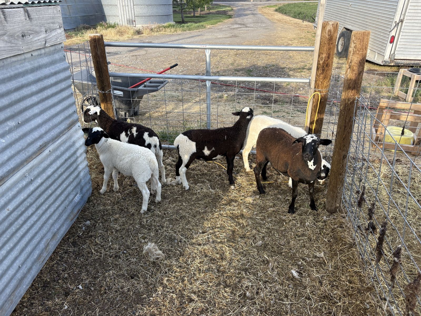 Dorper/Katahdin Crossed Wethers/Ram Lambs