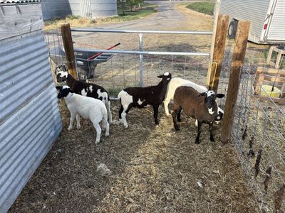 Dorper/Katahdin Crossed Wethers/Ram Lambs