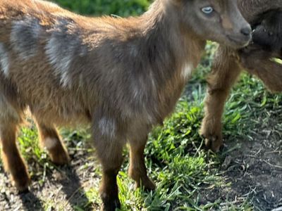 Nigiran Dwarf goats