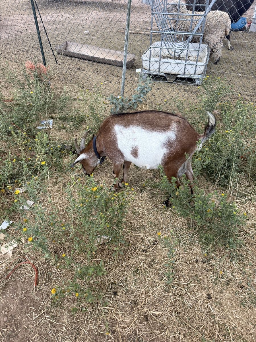 Mini Nubian doe