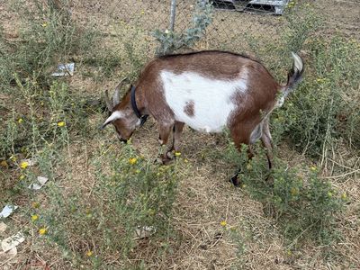 Mini Nubian doe
