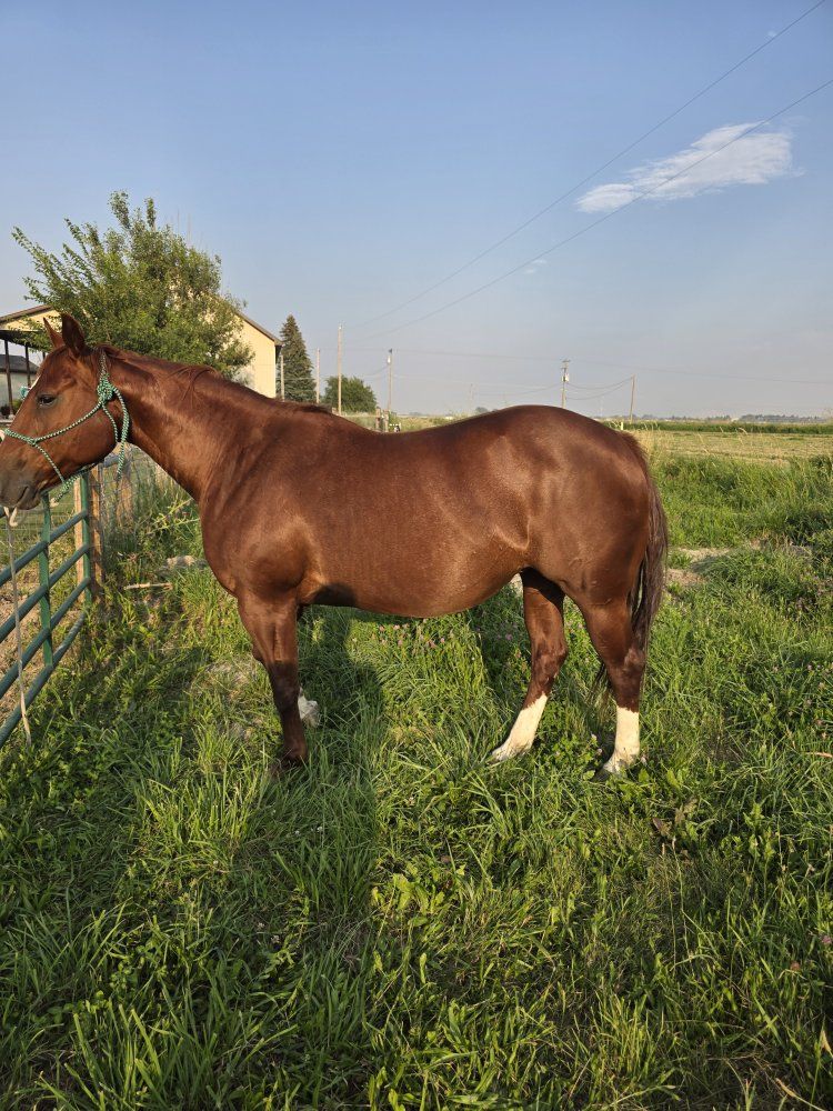 11 yr well broke mare in foal