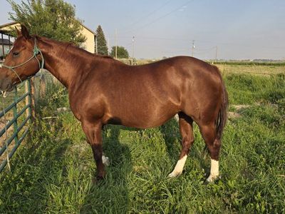 11 yr well broke mare in foal
