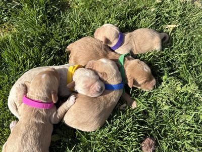 F1 Mini goldendoodles