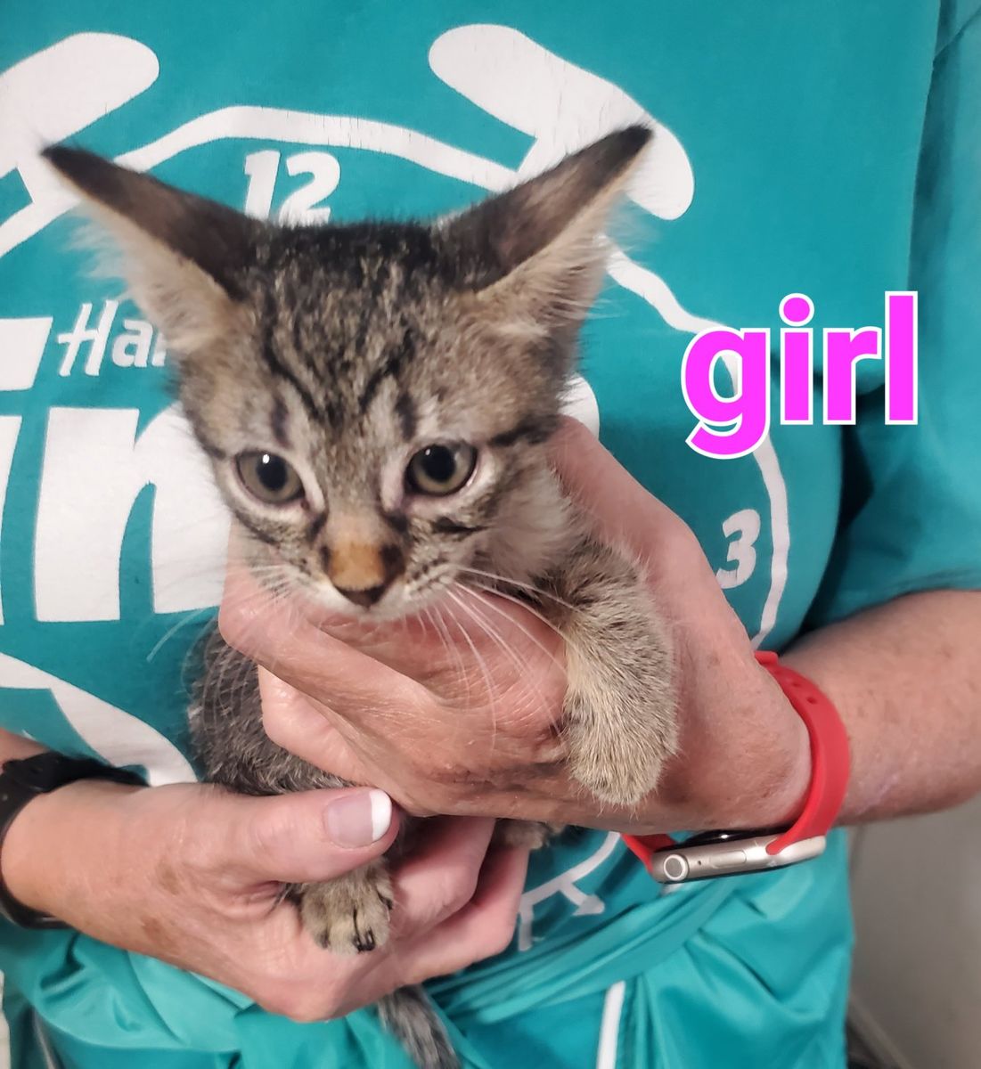 Beautiful Tabby kittens,  different colors and ages