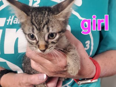 Beautiful Tabby kittens, different colors and ages