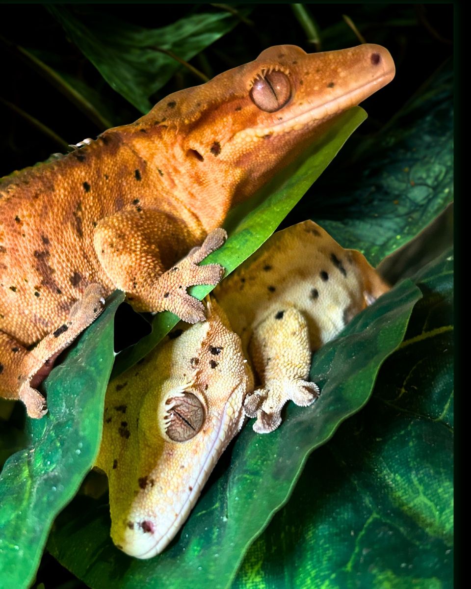 Proven Dalmation / Super Dal Crested Gecko Pair