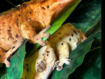 Proven Dalmation / Super Dal Crested Gecko Pair