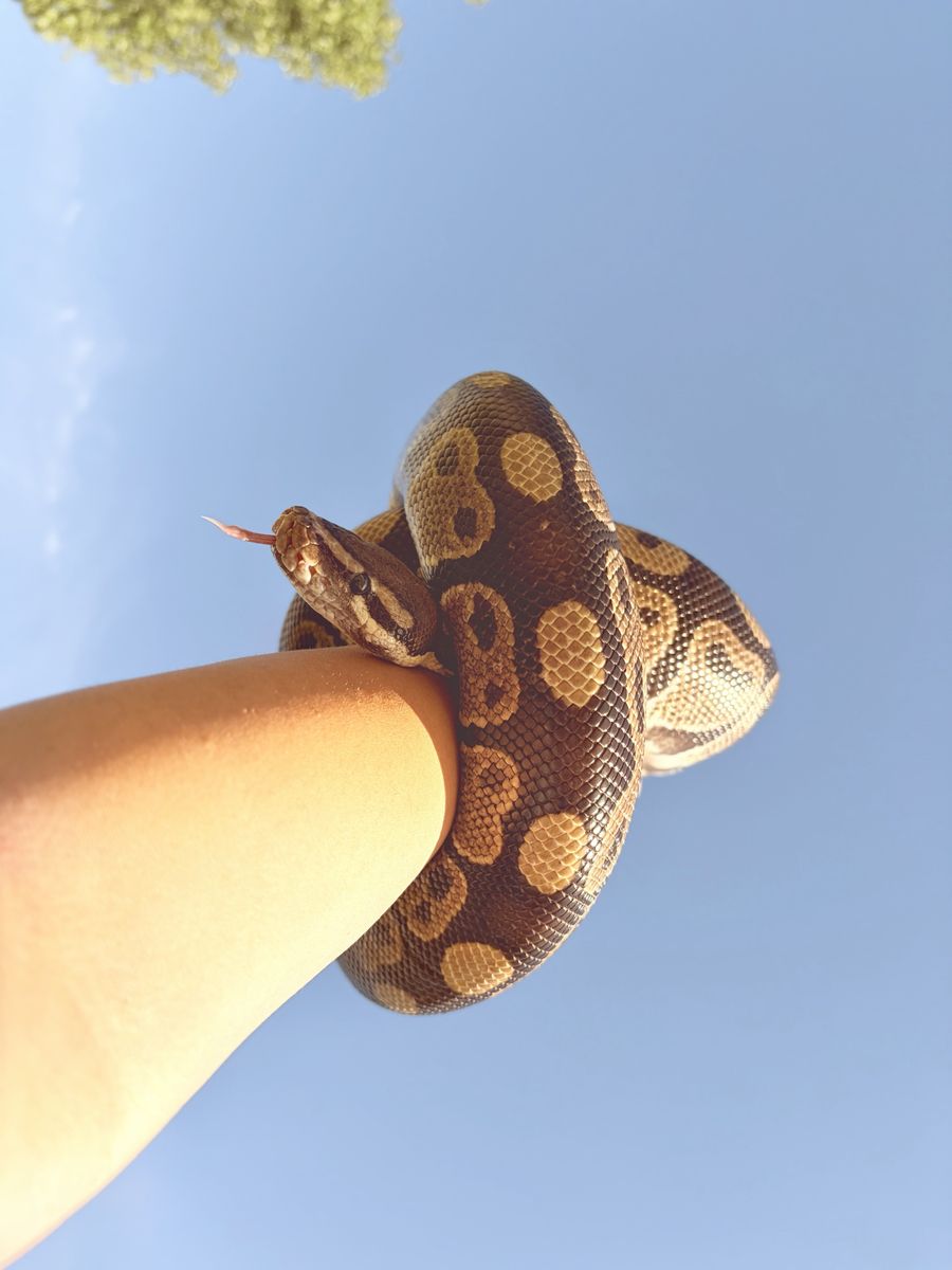 Ball Python