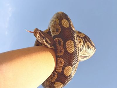 Ball Python