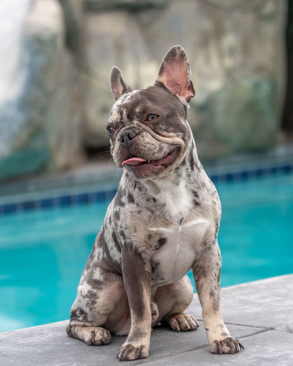 AKC Blue Merle French Bulldog Stud, Beautiful, Balanced Puppies