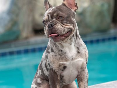 AKC Blue Merle French Bulldog Stud, Beautiful, Balanced Puppies