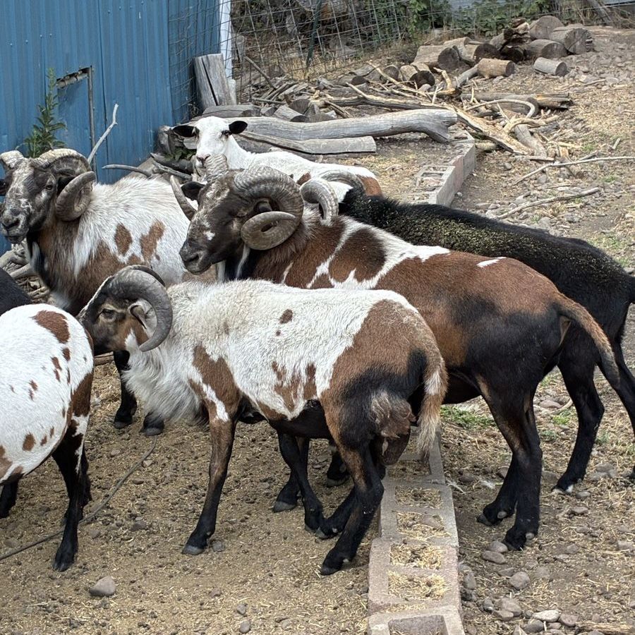 Painted Desert Rams