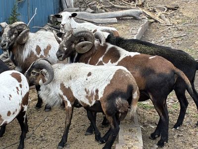 Painted Desert Rams