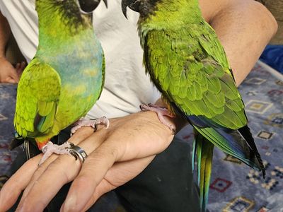 Nanday Conure Pair with Cage