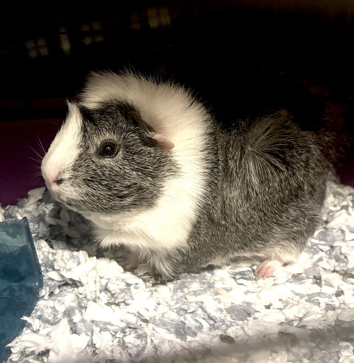 Male guinea Pig W/cage
