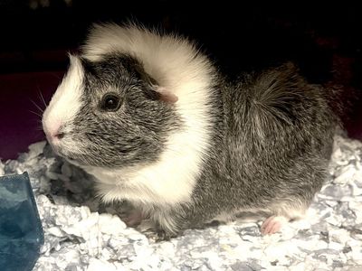Male guinea Pig W/cage