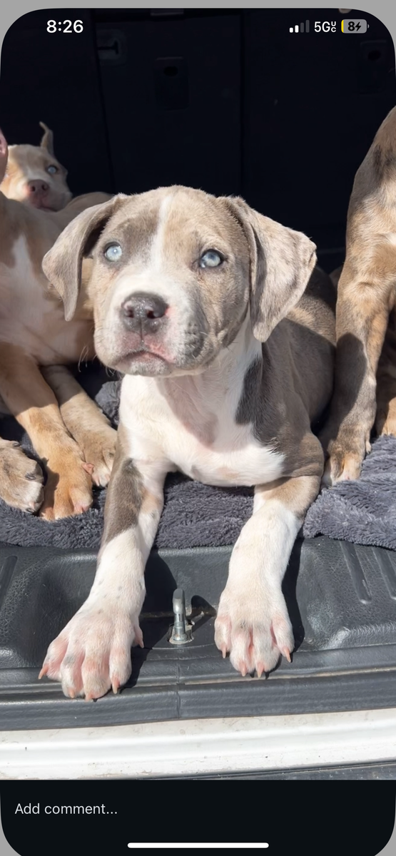 Xl American bully puppy