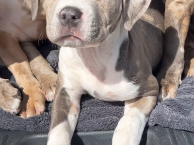 Xl American bully puppy