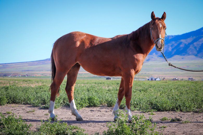 2024 Sorrel Mare