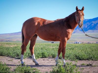 2024 Sorrel Mare