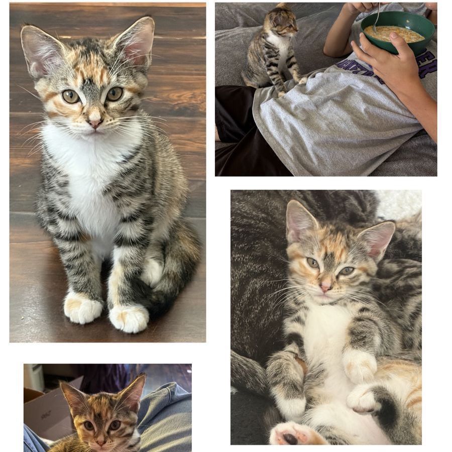 Calico/Tabby Kittens