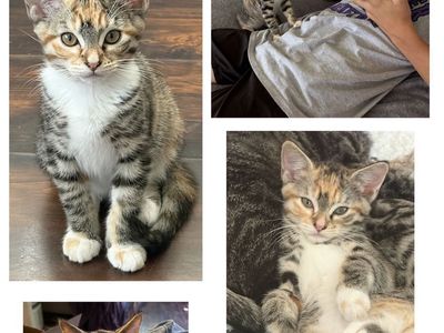 Calico/Tabby Kittens