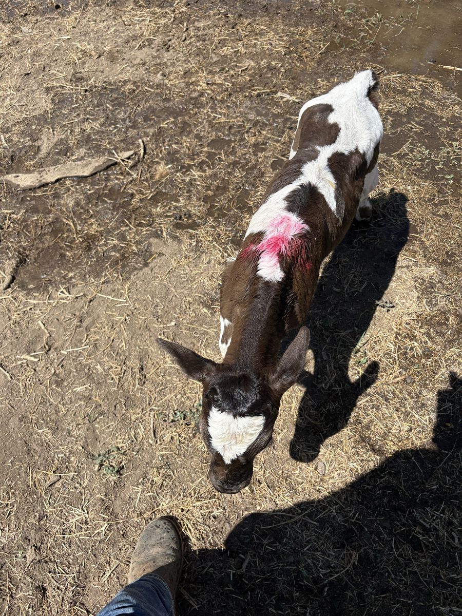 Calf For Sale - Black/White