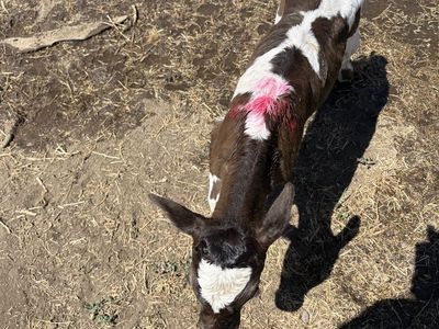 Calf For Sale - Black/White