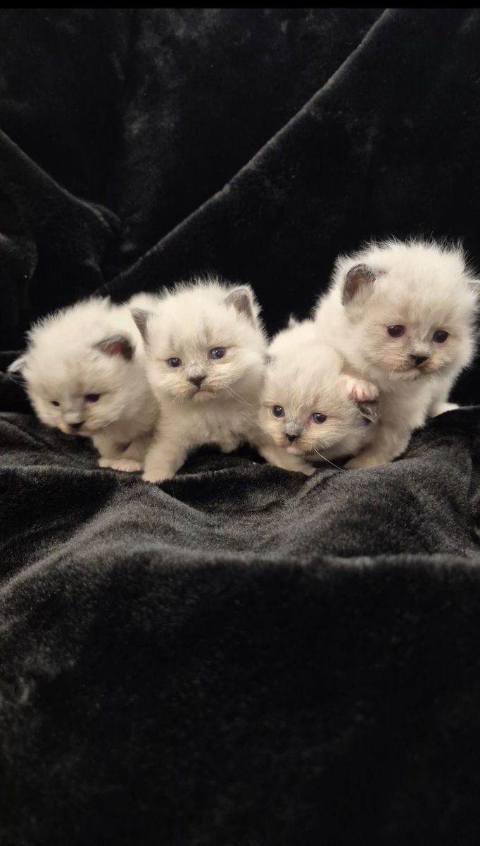 Purebred Ragdoll Kittens