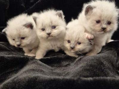 Purebred Ragdoll Kittens