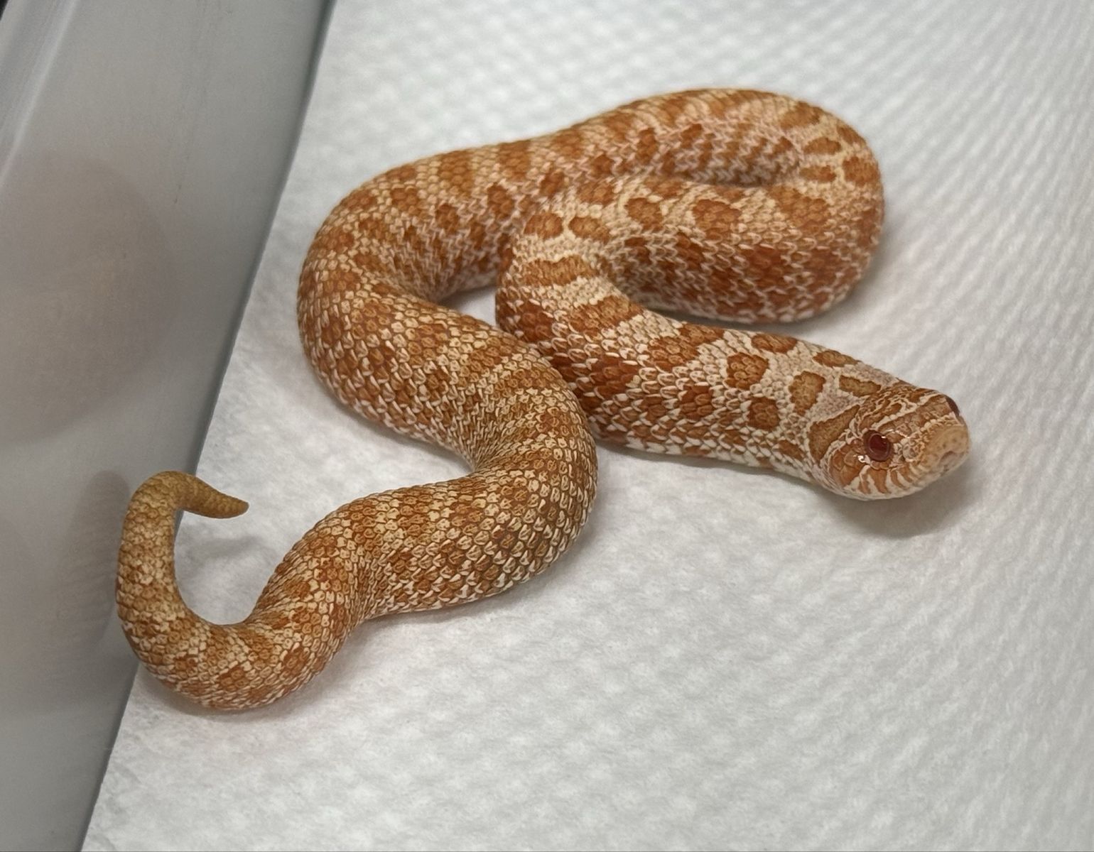Arctic albino Hognose female