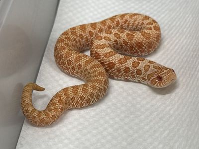 Arctic albino Hognose female