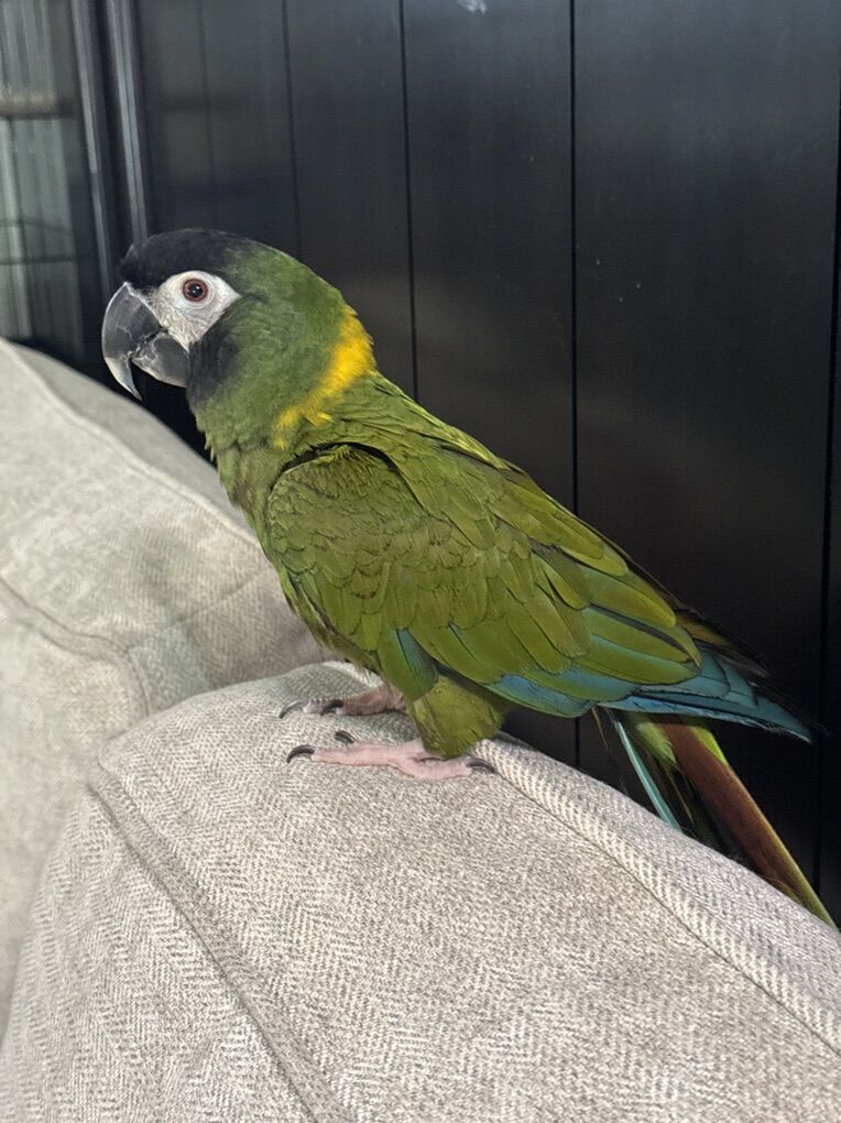 Yellow Collared Macaw