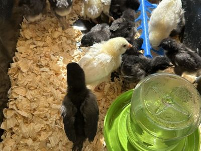 Olive Egger Chicks