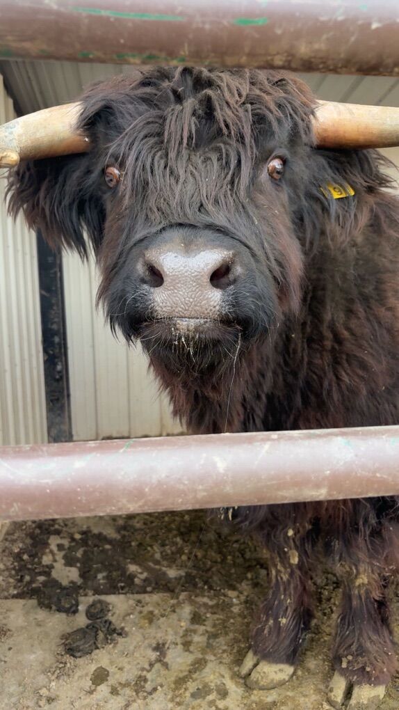 Mini Highland steer