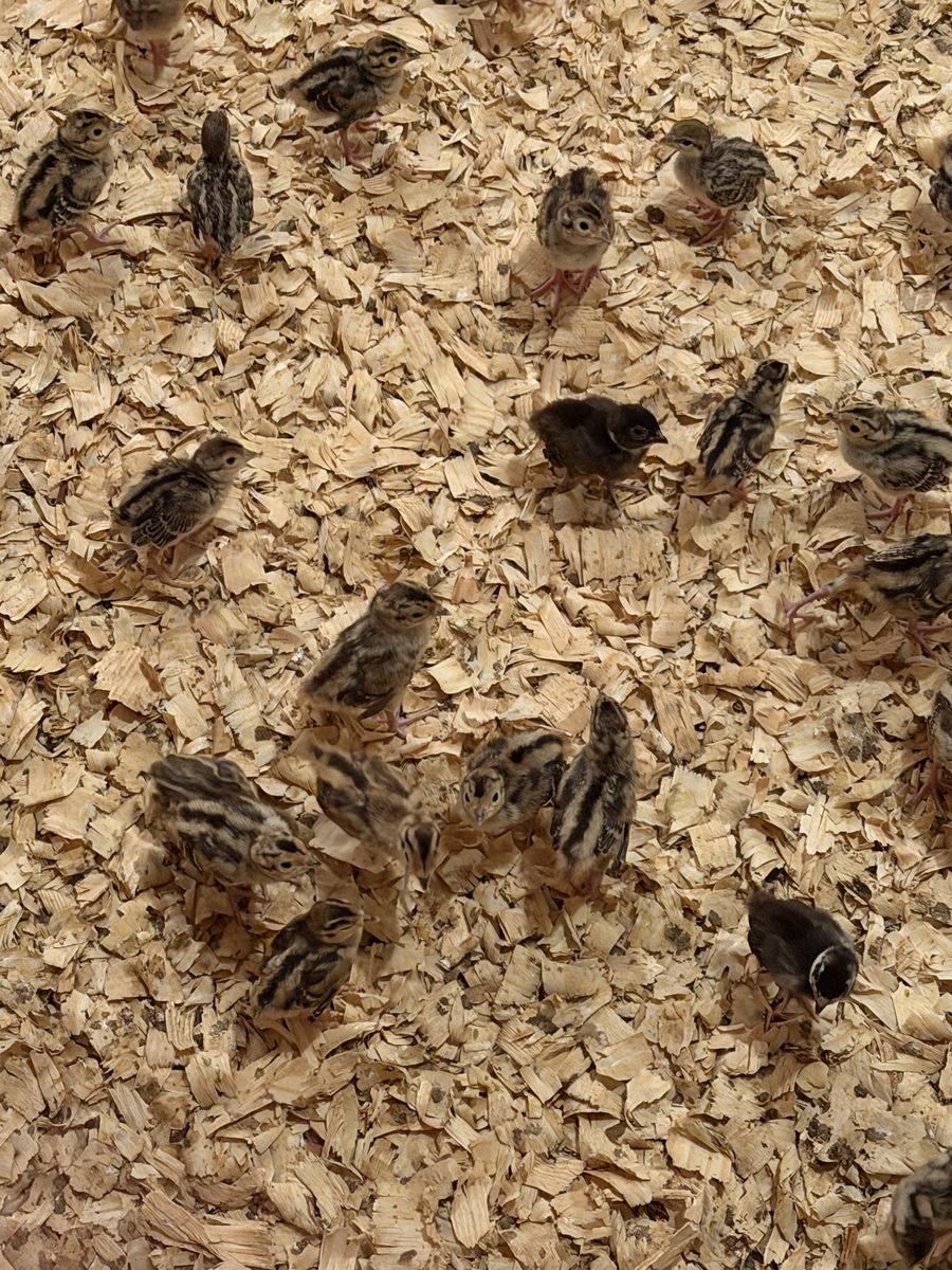 Ringneck Pheasant Chicks