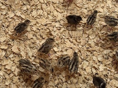 Ringneck Pheasant Chicks