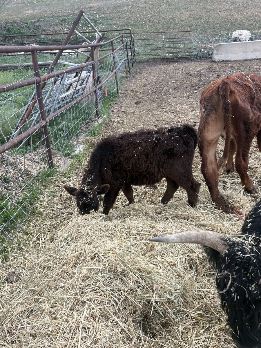 Bull calf