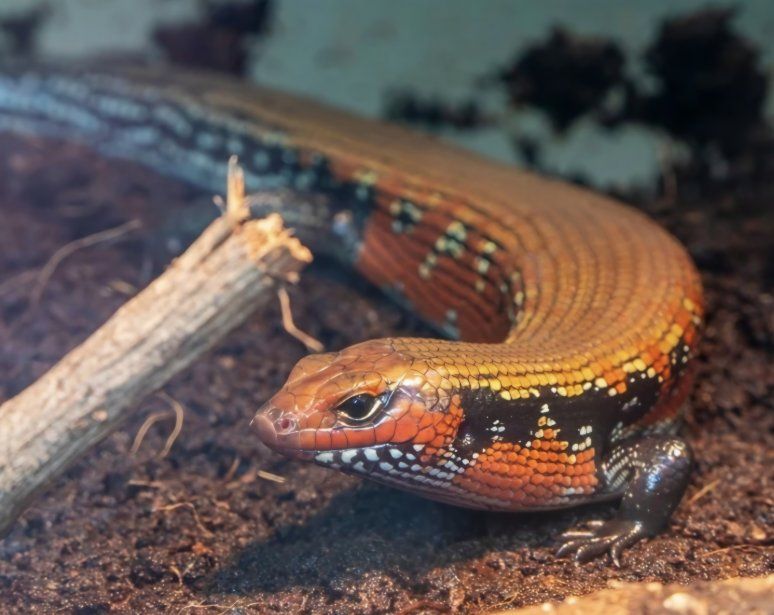 ISO Male African Fire Skink