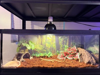Schneider Skink