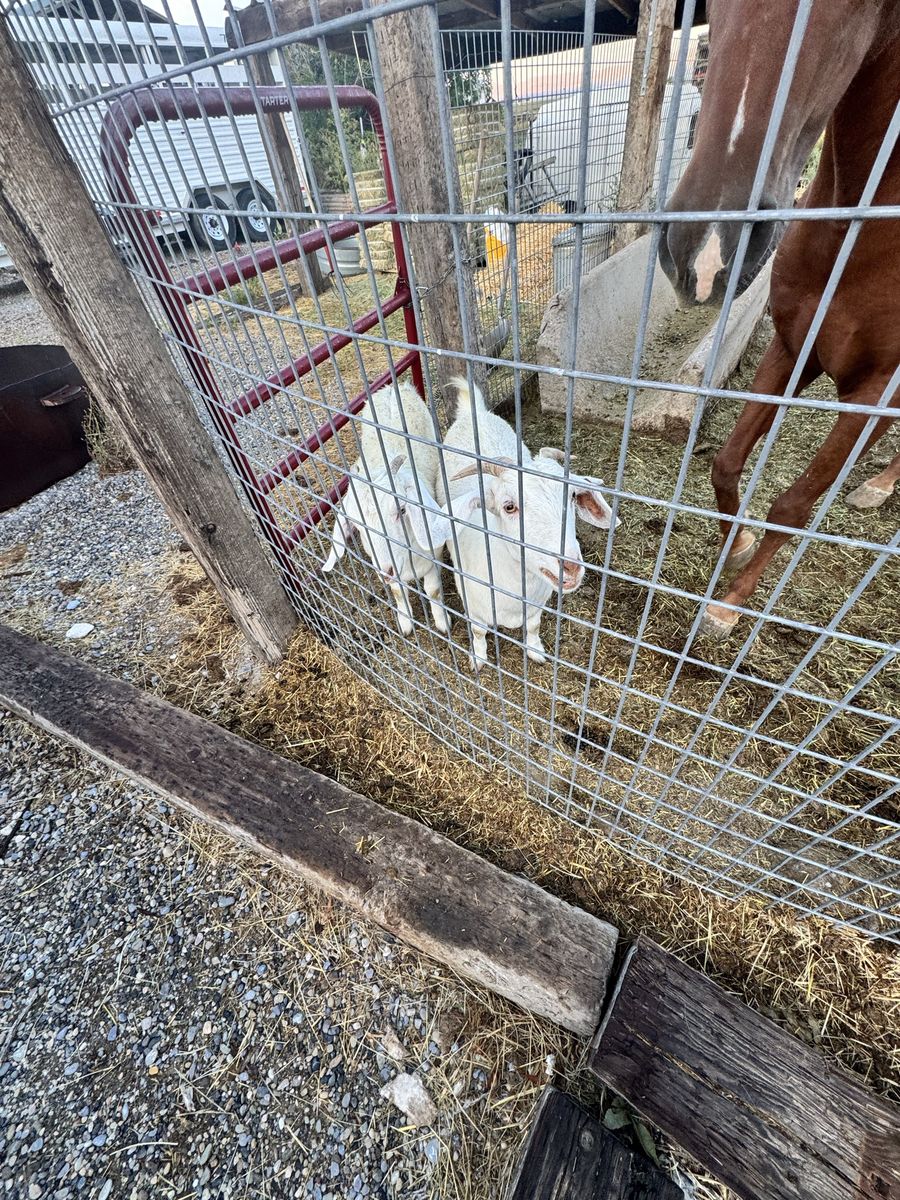 Good young goats