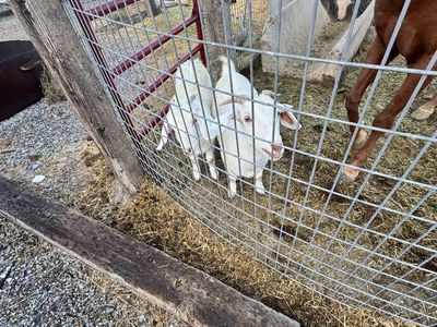 Good young goats
