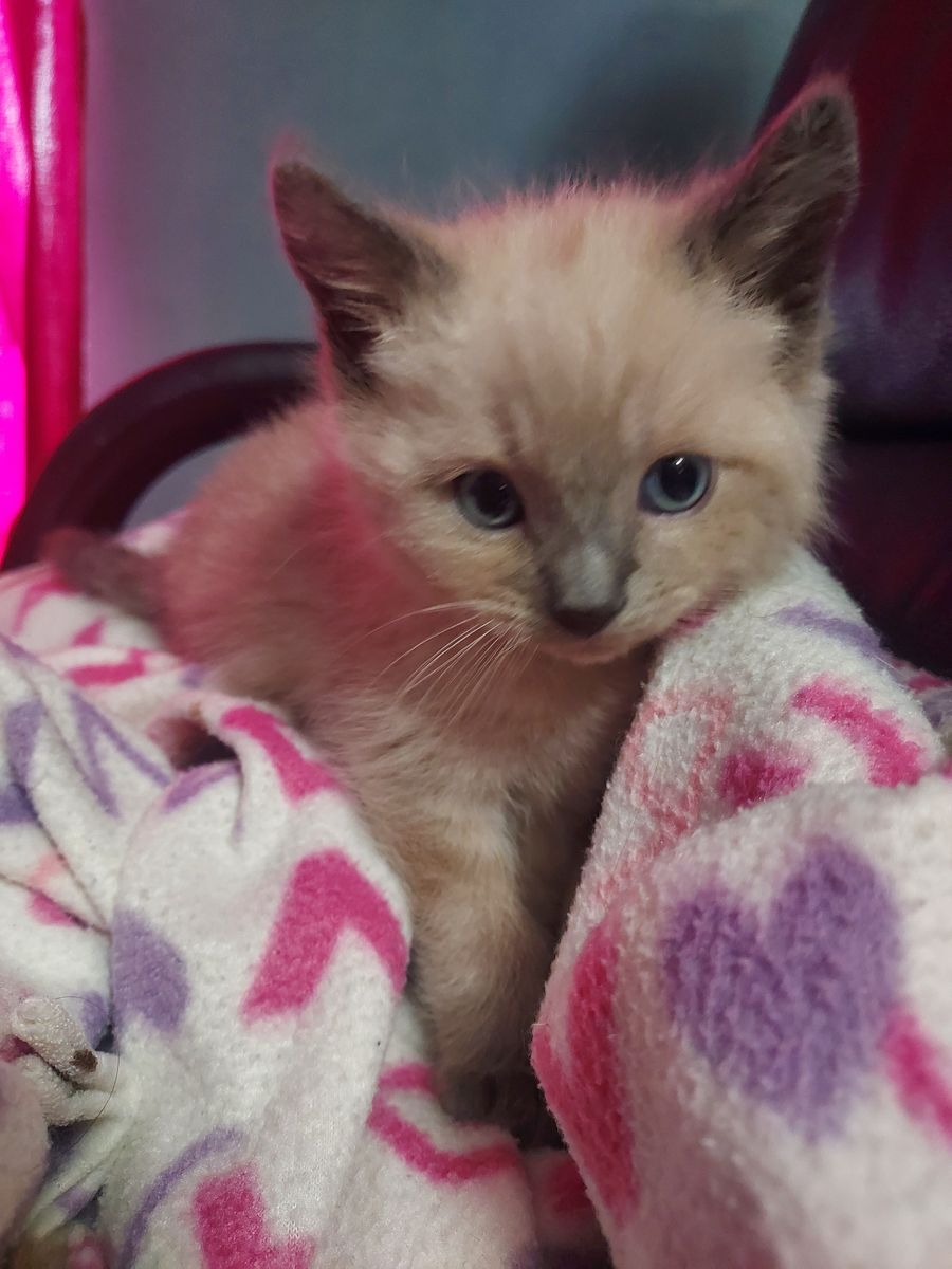 Seal point and blue point Siamese kittens