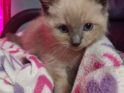 Seal point and blue point Siamese kittens