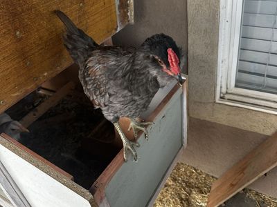 Rooster