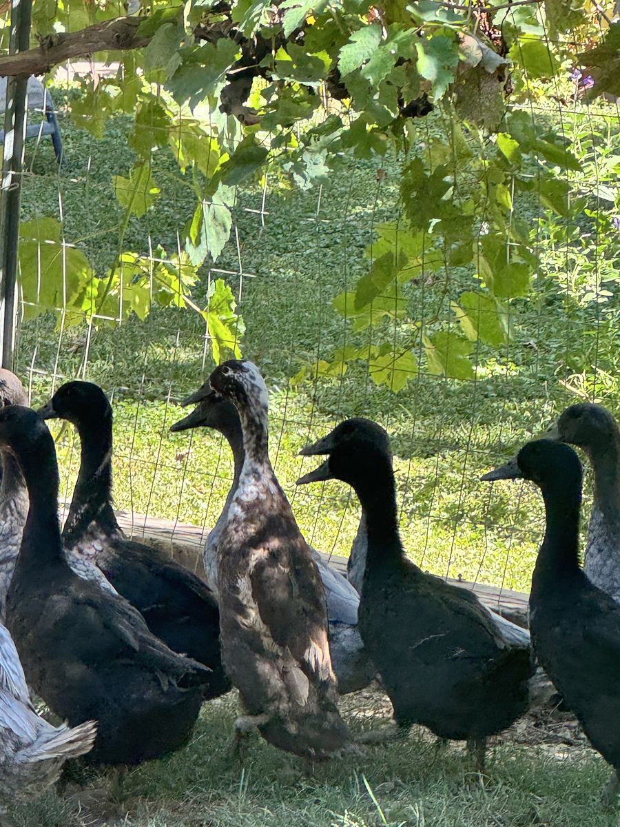 Free Peking Runner Mix Ducks 